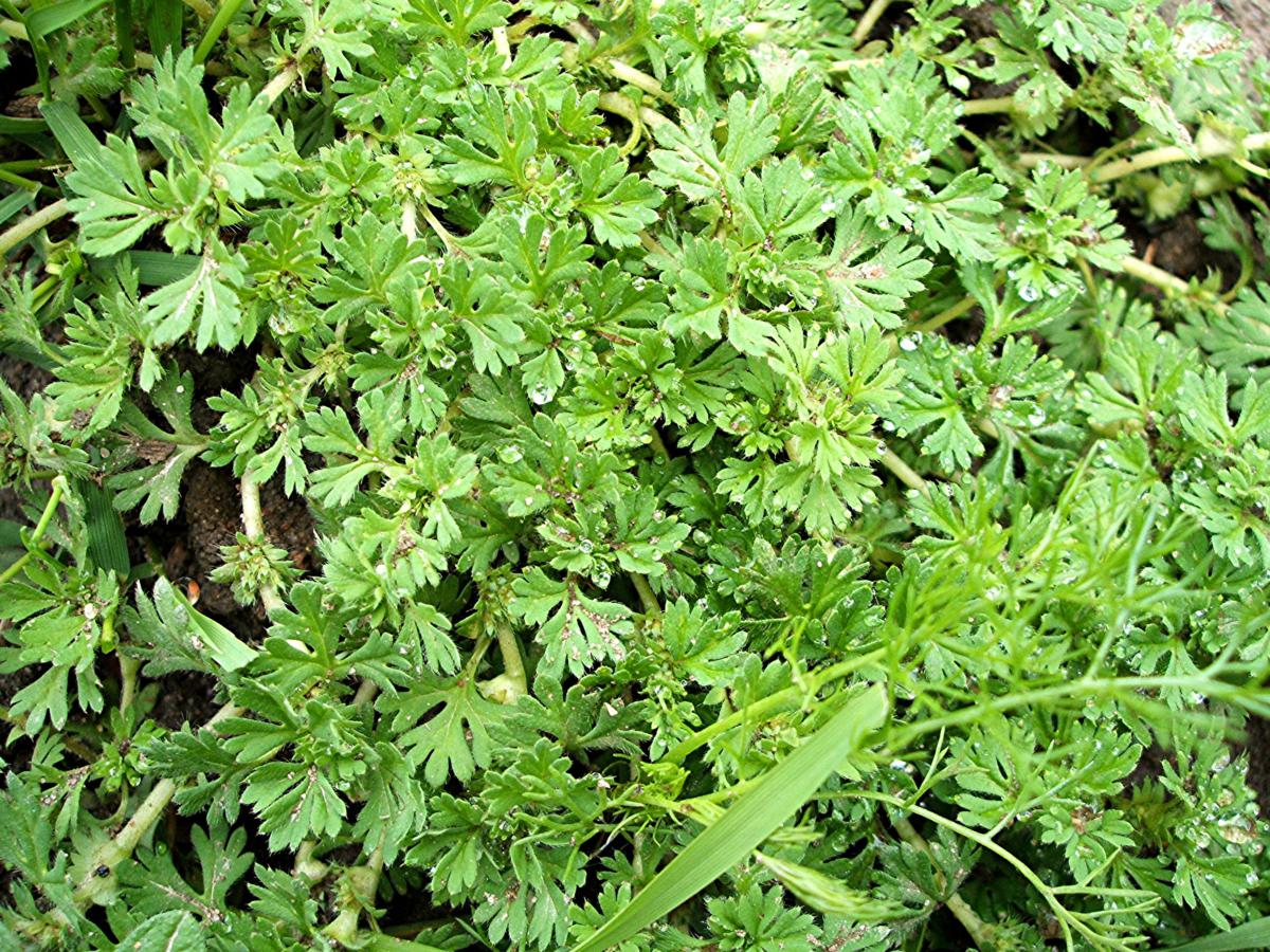 Parsleypiert NatureSpot